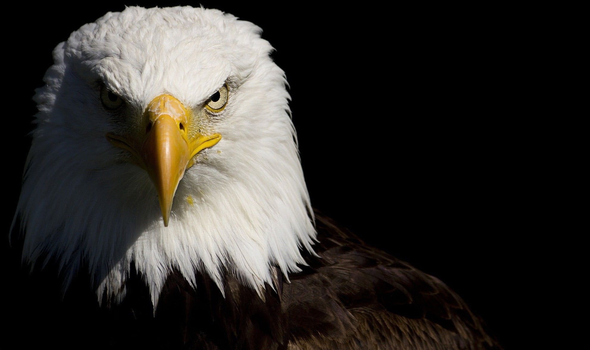 image of eagle show